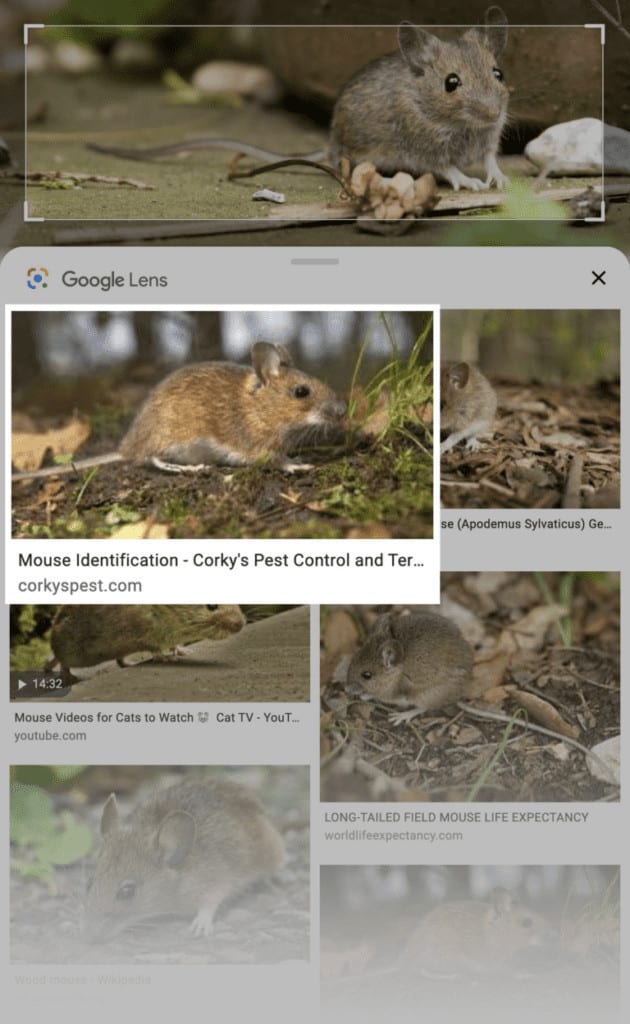Fonte: Backlinko / Reprodução Imagem de ratinho no Google Lens