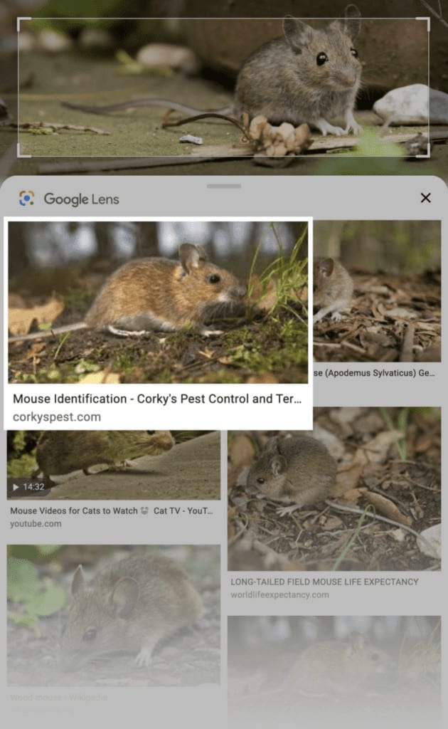 Imagem de ratinho no Google Lens